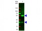 Anti-Swine IgG (H&L)  (Texas Red™ Conjugated) Secondary Antibody